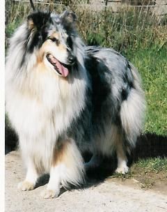 Jewel bleue du Cret Du Loup