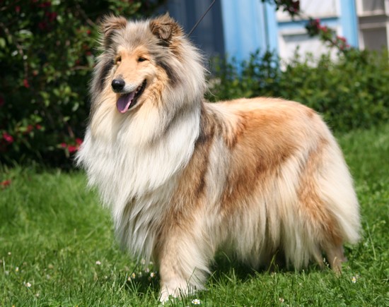 Vraie perle doree De cathyja