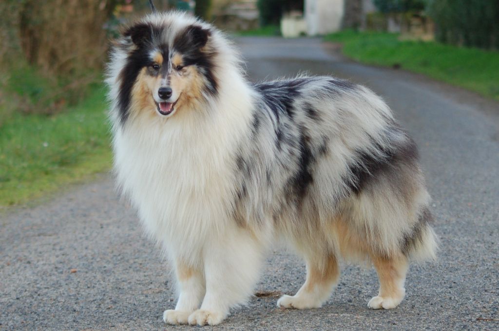 Snowball silver blue De cathyja