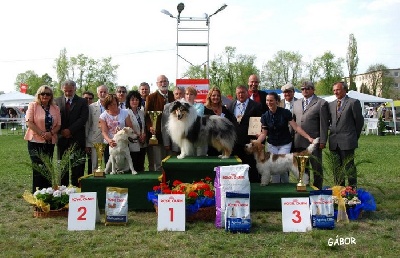 De cathyja - GUEST BLUE STAR "Felix" - Champion de Hongrie !