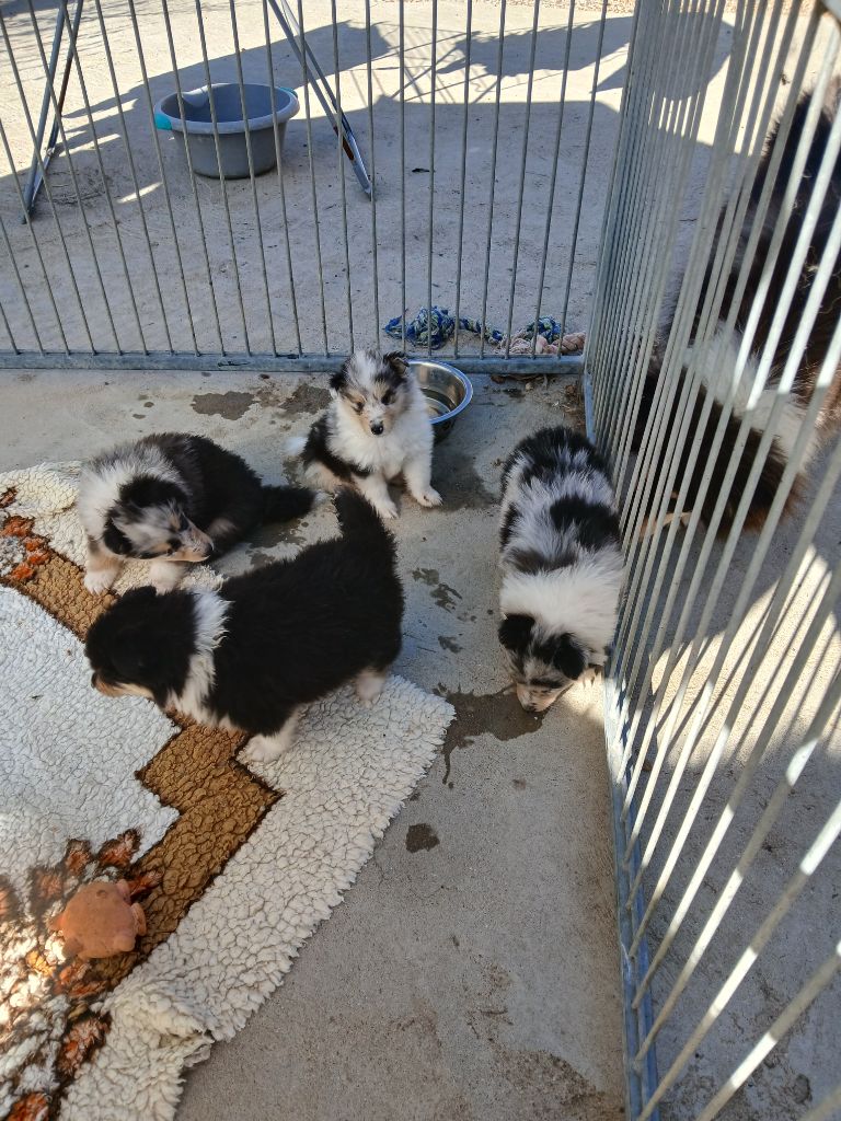 Chiot Colley à poil long De cathyja